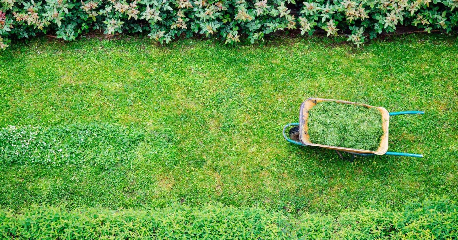 A wheelbarrow filled with freshly cut grass sits on a neatly mowed lawn beside a garden hedge in Delaware County. The garden, meticulously maintained by skilled landscapers, features lush green grass and shrubs, creating a tidy outdoor space perfect for showcasing your new fence installation.