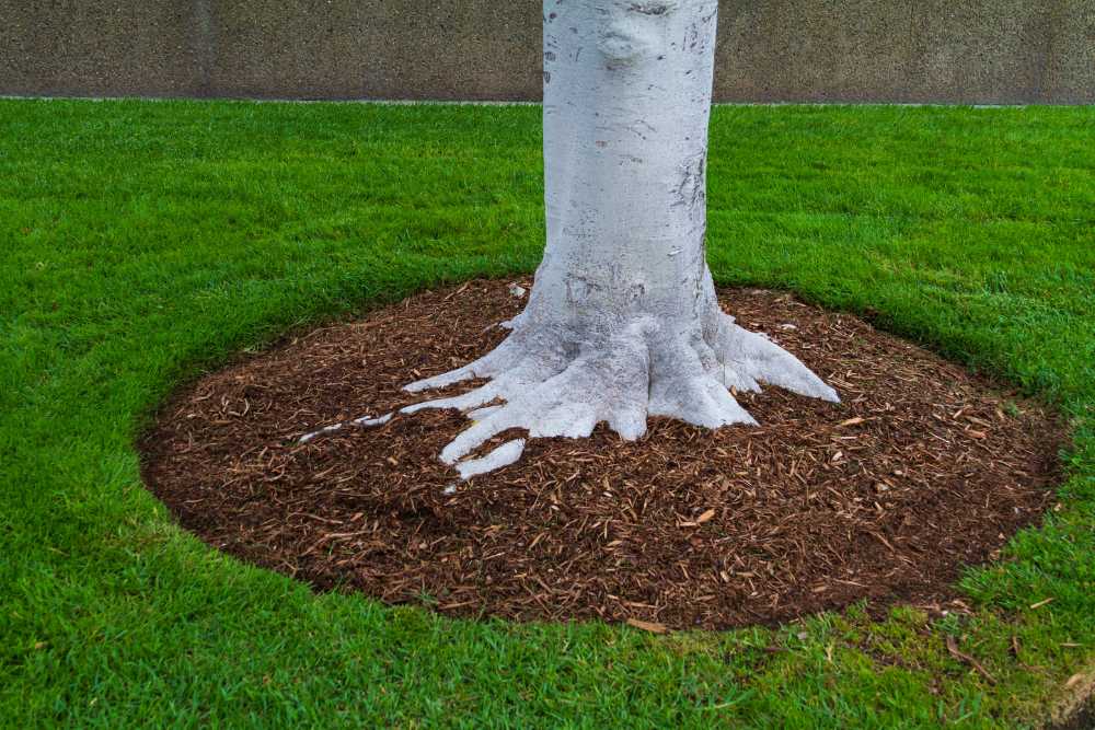 View of a tree trunk with white bark, surrounded by a circular area of brown mulch. The tree stands against lush green grass and a concrete wall—a charming scene that landscapers in Delaware County could expertly enhance with thoughtful design or fence installation.