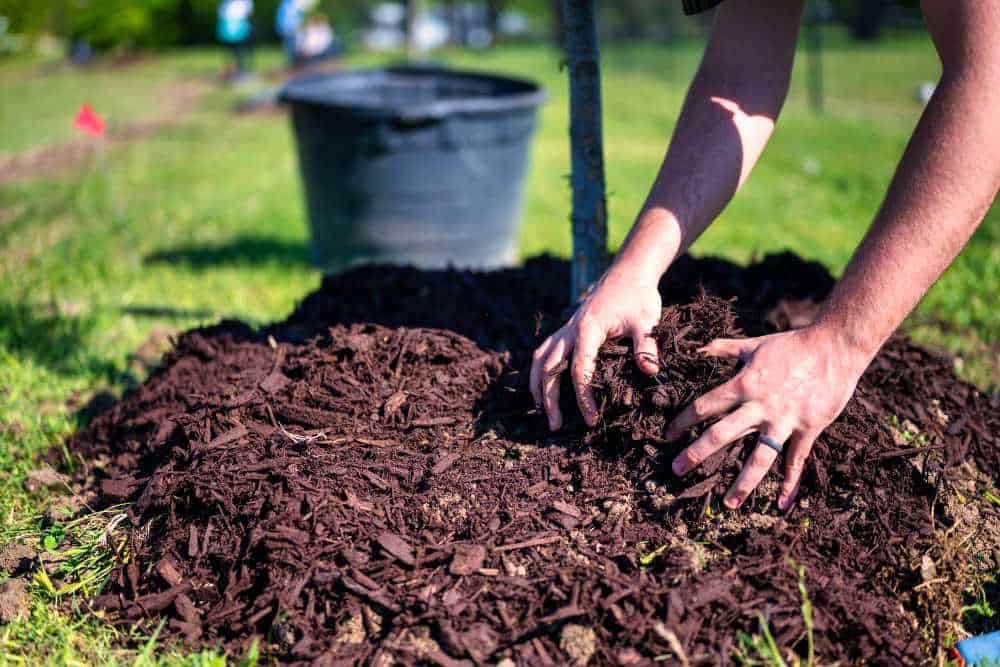 A person with a ring on their finger is spreading mulch around a young tree planted in a sunny garden, showcasing the meticulous care typical of landscapers in Delaware County. A large black container sits in the background, with patches of green grass scattered across the ground.