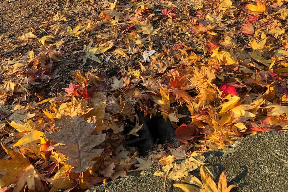 A close-up of colorful autumn leaves in shades of yellow, orange, and red, scattered on the ground. Amongst them, some cover a drain with a concrete edge in the foreground under bright sunlight. Nearby, landscapers from Delaware County admire nature's artwork while planning new designs.