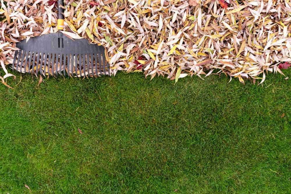 A garden rake rests on a pile of dry, multicolored autumn leaves, perfectly arranged at the border between the leaves and a green, neatly mown lawn. This scene captures a typical autumn cleanup by landscapers in Delaware County.
