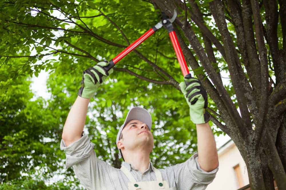 A landscaper in Delaware County, wearing a cap, gloves, and a striped shirt, uses red-handled loppers to trim tree branches. Lush green leaves and a building in the background suggest a garden or outdoor setting.