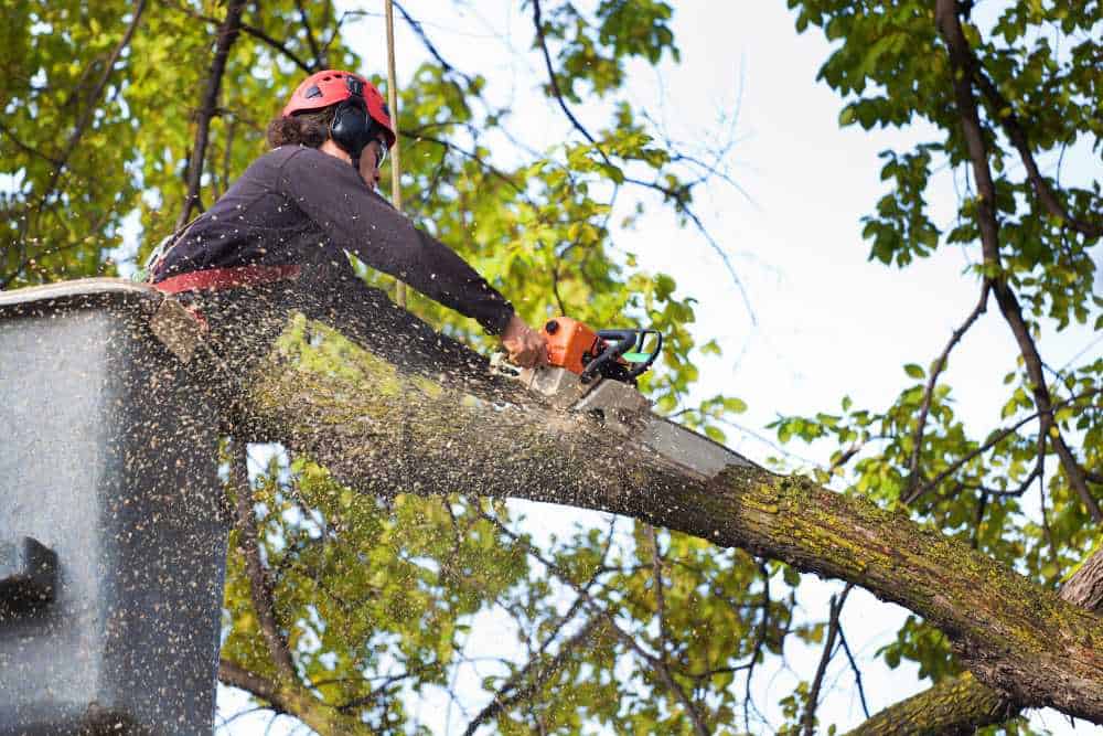 A tree worker in safety gear uses a chainsaw to cut a large branch from the bucket of a lift. Sawdust flies against a backdrop of green leaves and blue sky, showcasing the skill of professional tree removal in Delaware County.