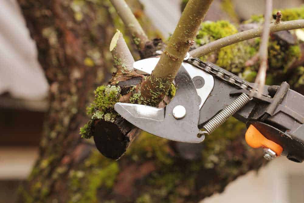 Close-up of pruning shears cutting a tree branch, covered in green moss. The shears, ideal for landscapers in Delaware County, boast an orange handle and shiny blade. The background features blurred tree bark and foliage.