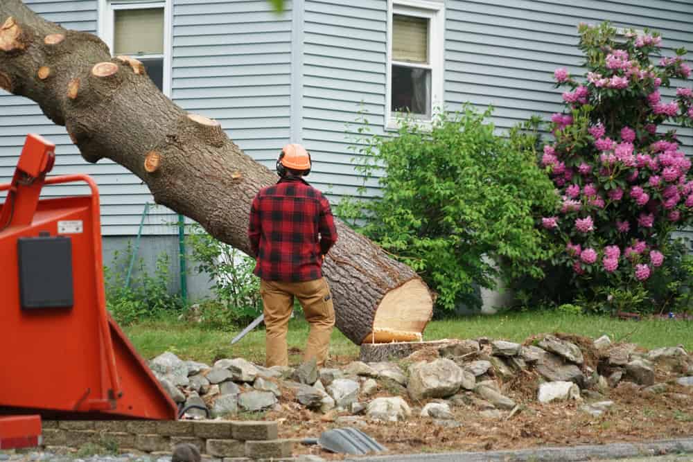 A person in a red plaid shirt and safety helmet stands in front of a large tree trunk, expertly removed by tree removal professionals in Delaware County. The scene is set in a grassy yard with a gray house and blooming pink flowers while rocks are scattered in the foreground.
