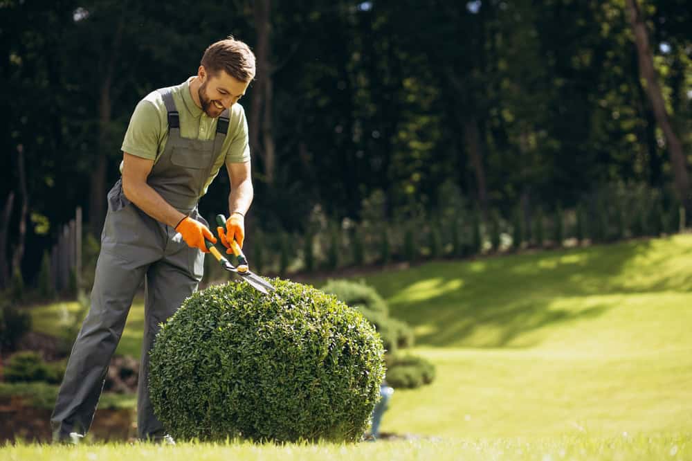 A man in overalls trims a large, round bush with pruning shears. Standing on a well-manicured lawn surrounded by trees on a sunny day, he showcases the expertise of landscapers in Delaware County, wearing orange gloves to ensure precision and care.