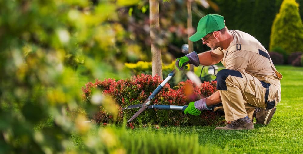 A gardener in beige and green work attire kneels on a lush lawn, trimming a small bush with hedge clippers. Wearing a green cap and purple gloves, he embodies the skilled landscapers of Delaware County, surrounded by vibrant grass and diverse plant life.