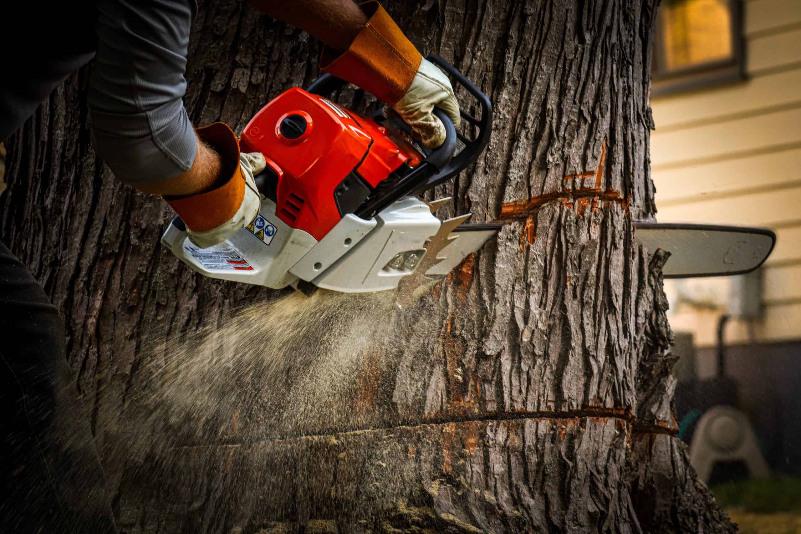 A person expertly uses a chainsaw to cut into a large tree trunk, sawdust flying as part of a tree removal in Delaware County. Clad in protective gloves, they focus intently, while the backdrop reveals part of a house.