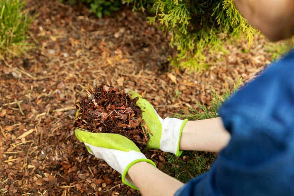 A person wearing green and white gloves holds a handful of mulch in a garden setting, surrounded by plants and trees. The ground is covered with similar mulch, showcasing the meticulous work of landscapers in Delaware County.