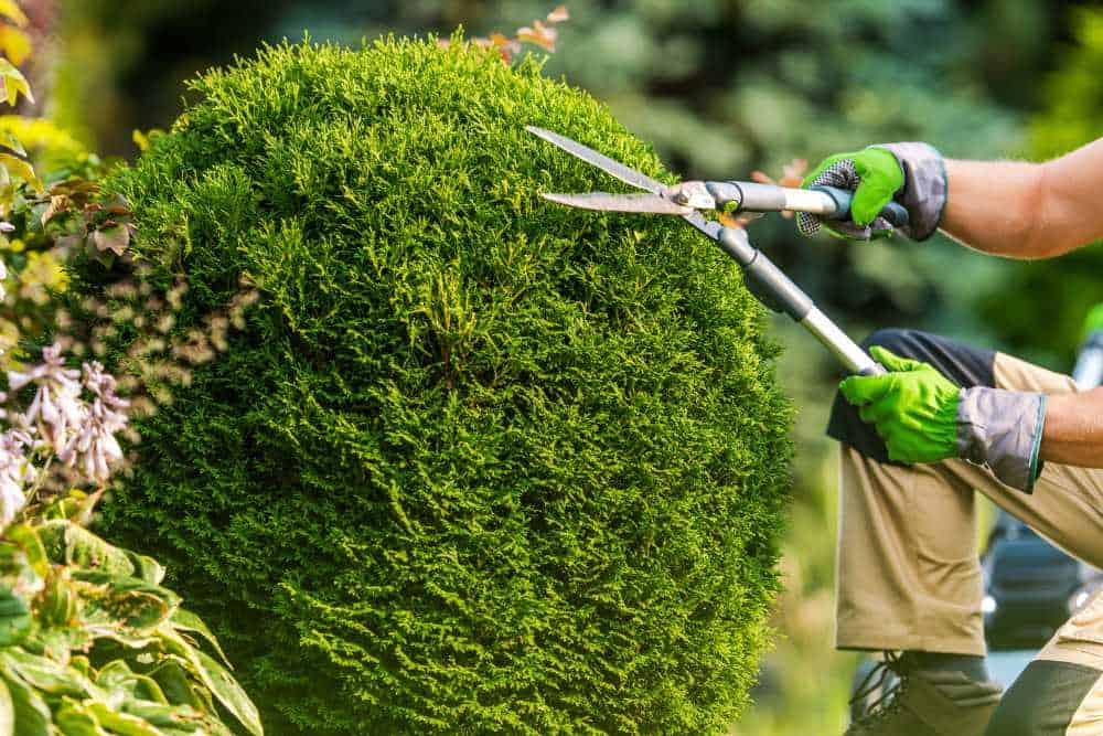 A person wearing green gloves and holding hedge shears is meticulously trimming a spherical green bush in a garden, showcasing the artistry of landscapers Delaware County. The background is lush with various plants and blurred greenery.