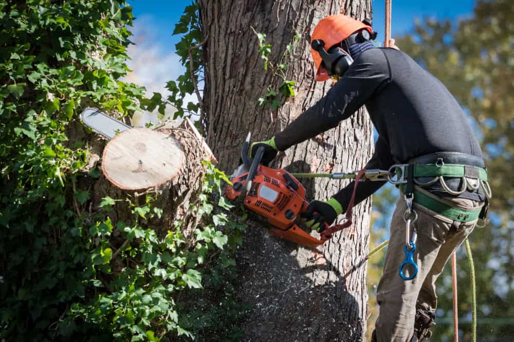 A person wearing protective gear, including a helmet and ear protection, uses a chainsaw to cut a large tree. The tree is partially covered in ivy, and a cut branch is visible. Safety ropes are attached to the person for support.