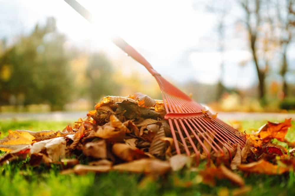 an orange rake raking fallen leaves into a pile.
