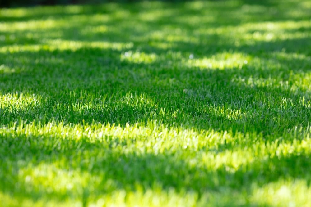 A closeup of a lush, green lawn.