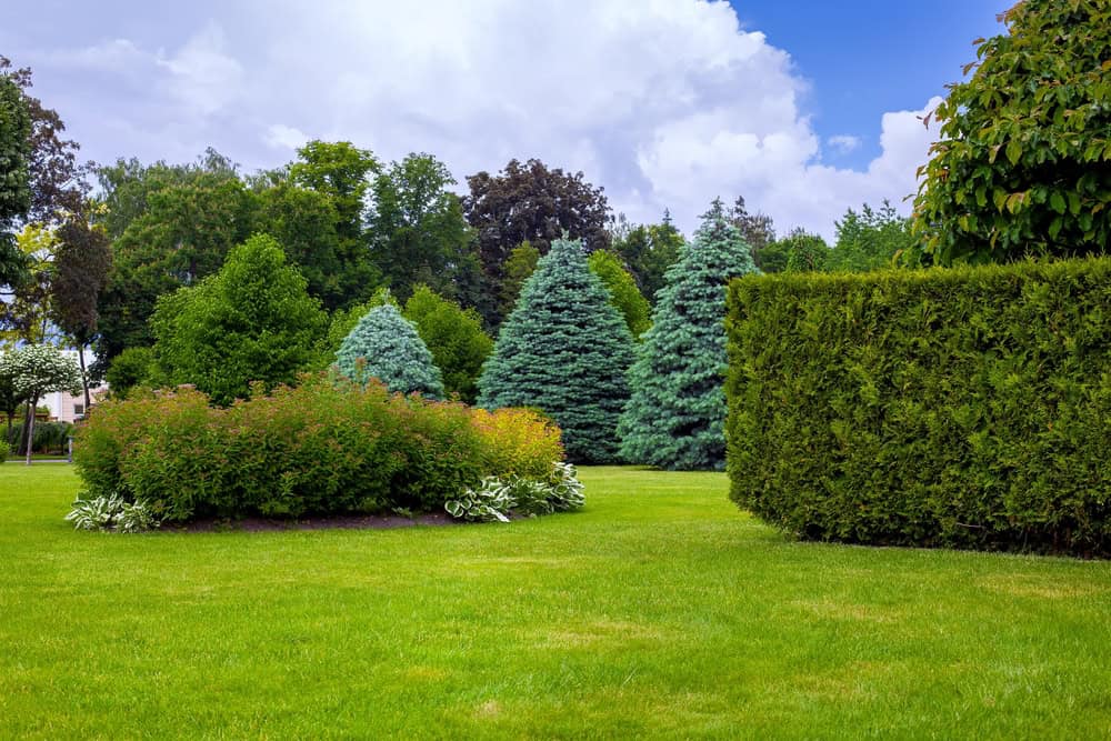 A well-maintained garden with lush green grass, various shrubs, and neatly trimmed bushes, surrounded by tall evergreen trees under a partly cloudy blue sky.