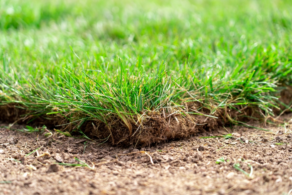 Close-up of fresh sod being installed over bare soil, showing vibrant green grass, visible roots, and underlying dirt, with a softly blurred background for depth.