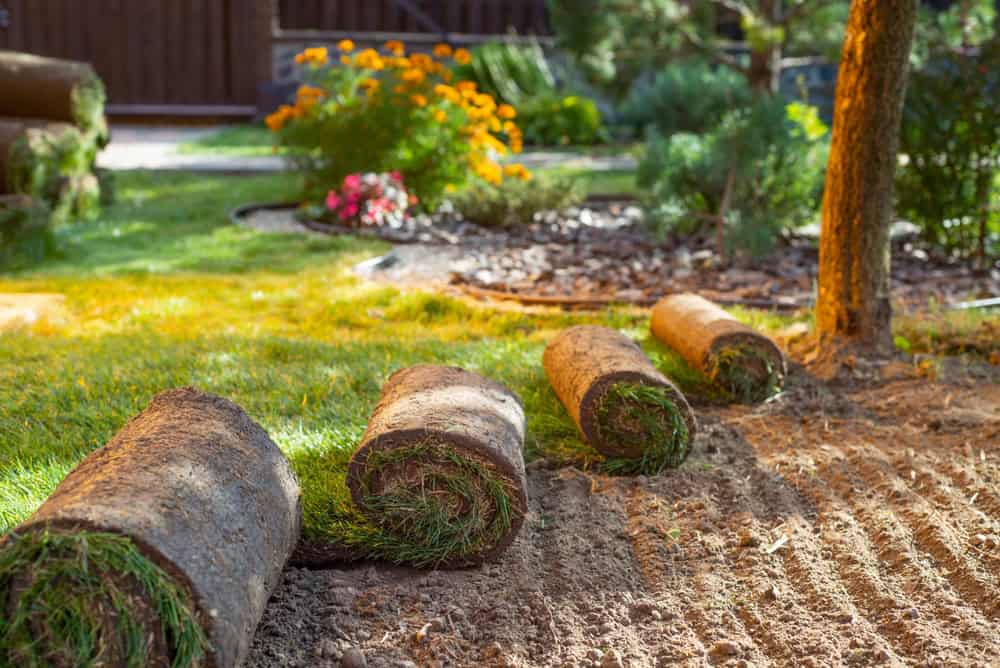 Four rolls of sod are laid out on bare soil in a sunlit garden, ready to be installed. The background features blooming flowers, green shrubs, and a tree casting shade over the grassy area.