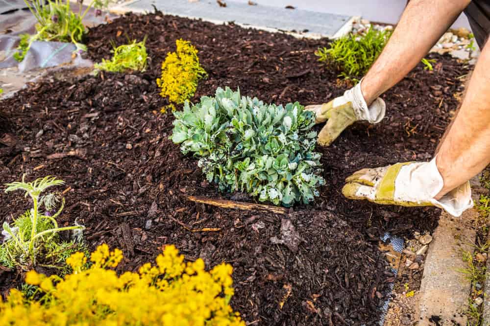 A person wearing gloves is planting a green leafy plant in dark soil in a garden bed, surrounded by mulch and yellow flowering plants.