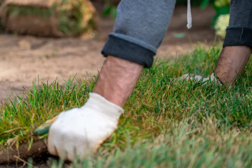 A person wearing white gloves and gray pants is kneeling and laying down sod grass in a garden or yard, with soil and green grass visible.